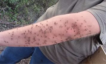 Уничтожение комаров на участке