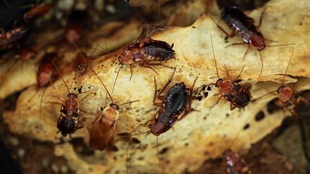 Уничтожение тараканов в Можайске