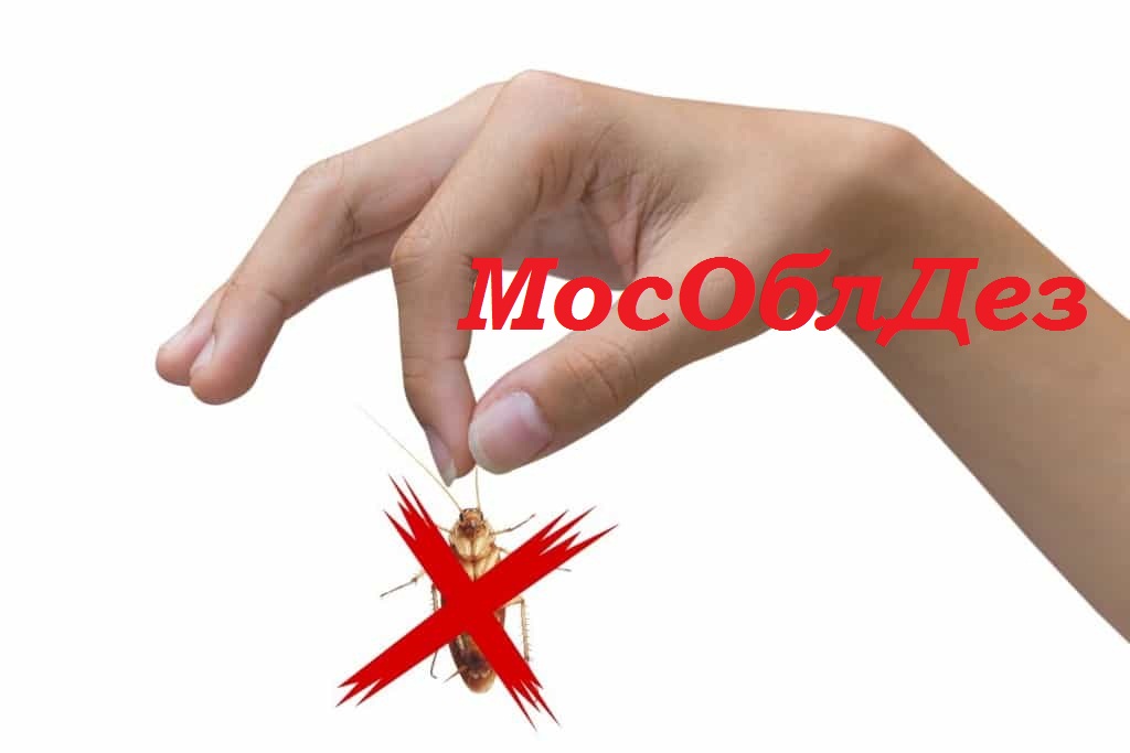 Мособлдез против тараканов